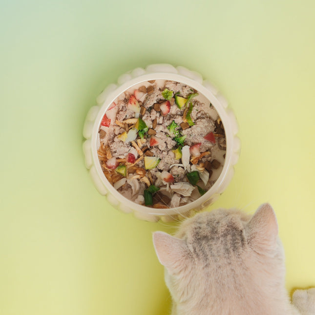Cat looking at a bowl of food on a yellow background