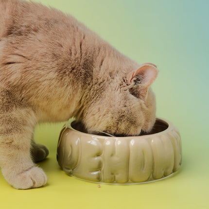 Cat drinking from a ceramic bowl on a gradient background