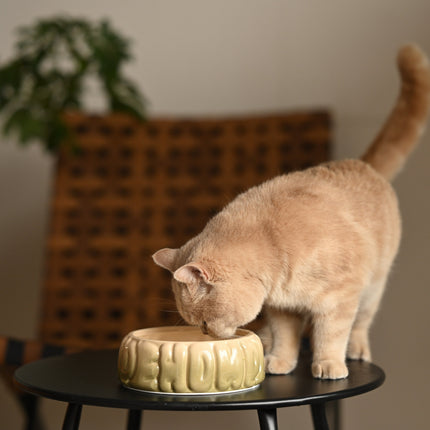 Cat drinking from a ceramic bowl on a small table with a plant and chair in the background.
