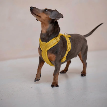 Dachshund wearing a beige harness on a light background