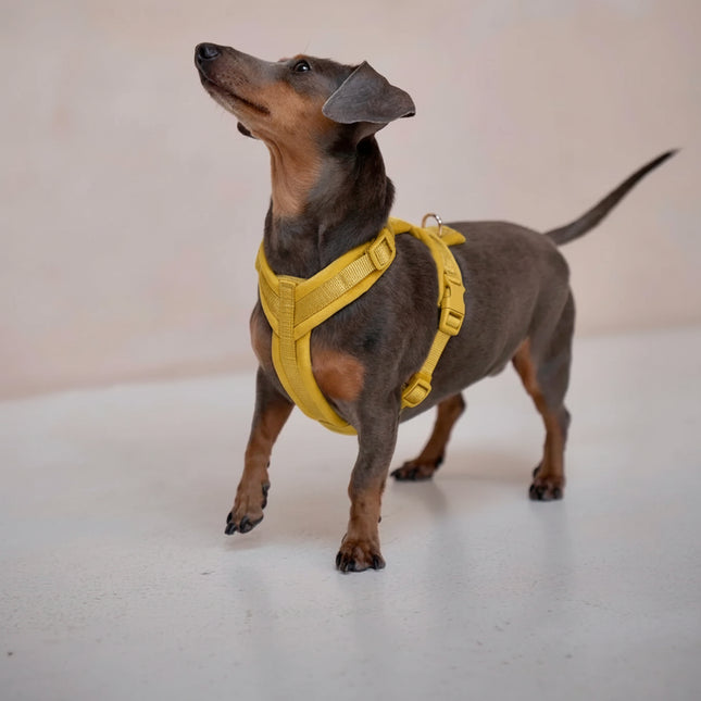 Dachshund wearing a beige harness on a light background