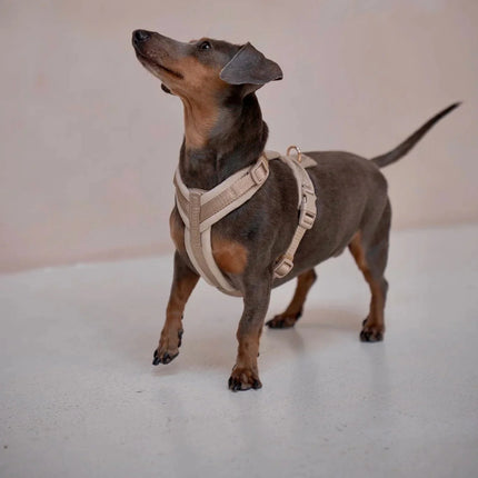 Dachshund wearing a beige harness on a light background