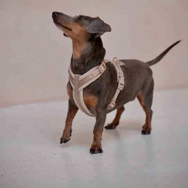 Dachshund wearing a beige harness on a light background