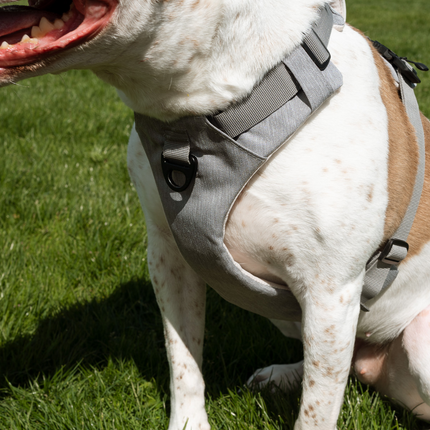 Dog wearing a gray harness on a grassy background