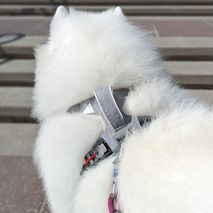 White fluffy dog with a reflective plastic bag on a wooden bench