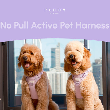 Two dogs wearing pink 'No Pull Active Pet Harness' by PEHOM with a cityscape background.