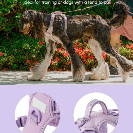 Dog being walked with an anti-pull dog harness, highlighting features like anti-pull rings and a reinforced handle.