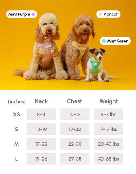 Three dogs of different sizes on a yellow background with color options above and a size chart below.