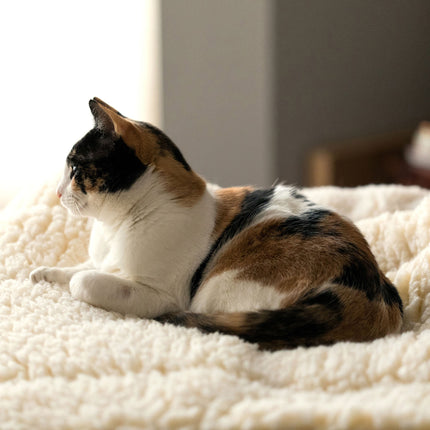 Calico cat lying on a fluffy white pet mat