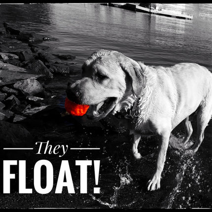 Dog with a ball near water, text 'They FLOAT!'