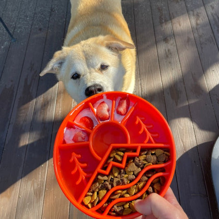 Dog looking at a orange silicone feeding bowl with compartments of food on a wooden deck.