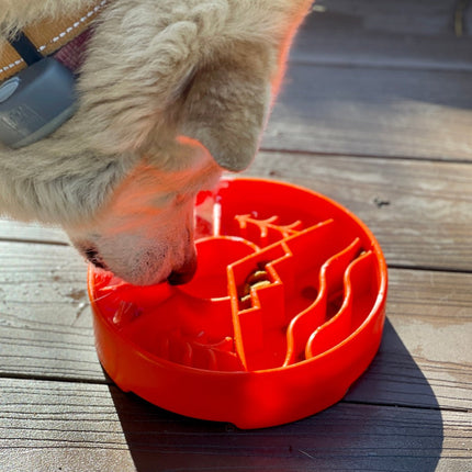 Dog interacting with a orange silicone feeding bowl on a wooden surface