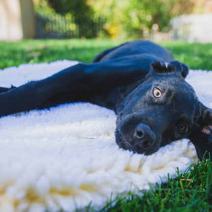 Black dog lying on a white pet mat in a grassy area