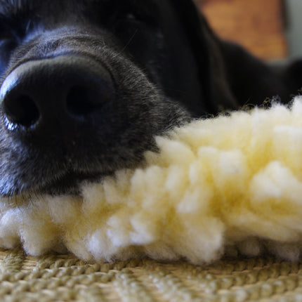 Close-up of a dog's face on a pet bed 