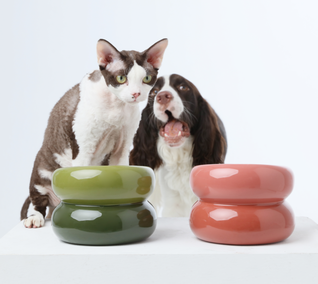 Two pets with two colorful ceramic bowls on a white background