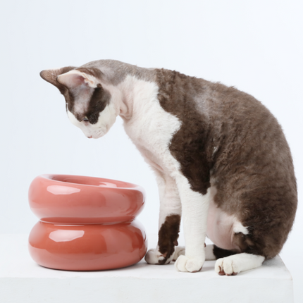 Cat interacting with a ceramic bowl on a white background