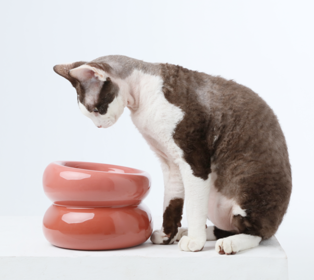 Cat interacting with a ceramic bowl on a white background