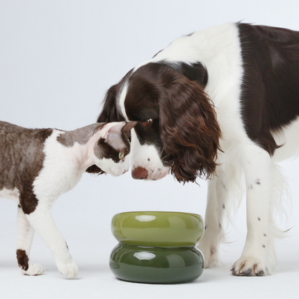 Cat and dog sniffing a green pet ceramic feeding bowl on a white background