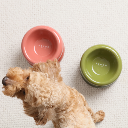 Small dog next to a pink and green ceramic bowl on a textured surface