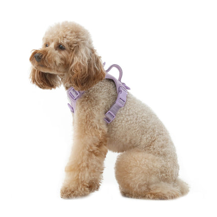 Small dog wearing a purple harness on a white background