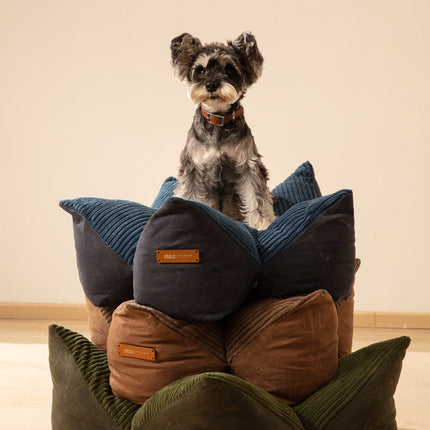 Dog sitting on a colorful dog bed with a neutral background