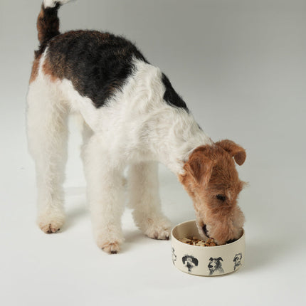Dog eating from a ceramic bowl on a plain background