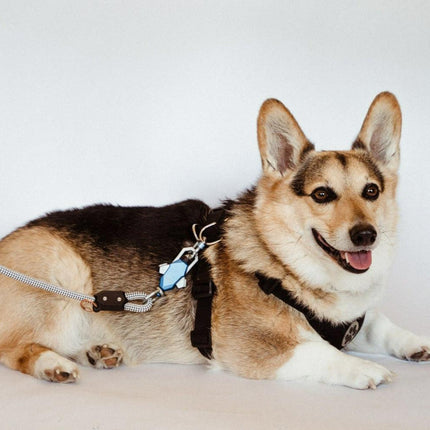 Dog wearing a harness and leash on a white background