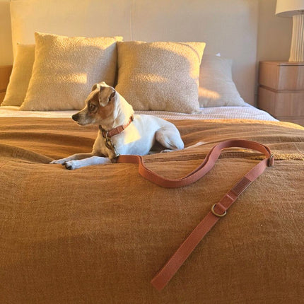 Dog lying on a bed with a brown leather leash next to it