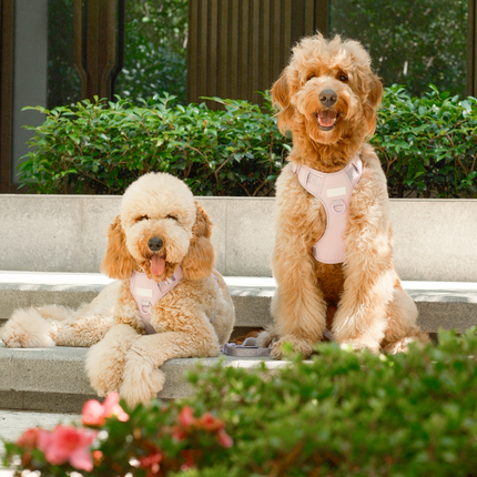 Two fluffy dogs sitting on a bench with greenery and flowers in the background