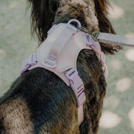 Dog wearing a pink harness on a blurred background