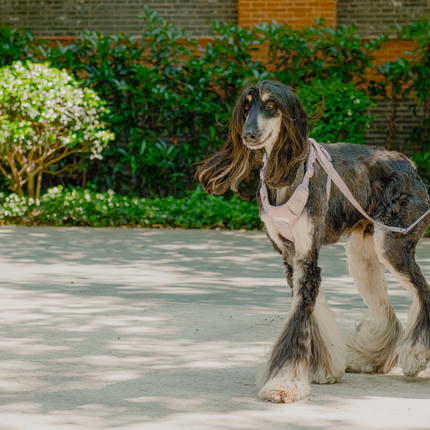 Padded Active Pet Leash – Soft Grip