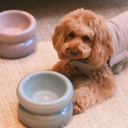Small brown dog sitting next to a water bowl on a carpeted floor.