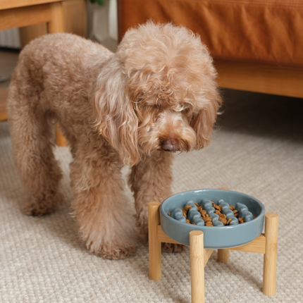 Dog standing next to a blue dog bowl on a wooden stand in a living room.