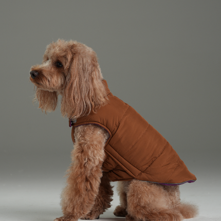 Dog wearing a brown puffer vest on a gray background