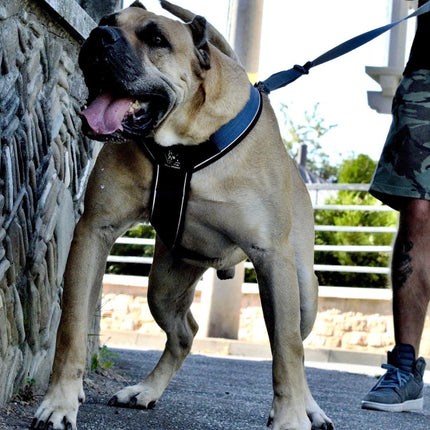 Large dog on a leash standing next to a stone wall