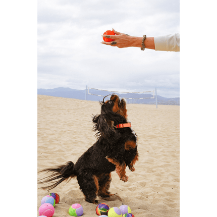 Dog playing with colorful balls on a sandy beach