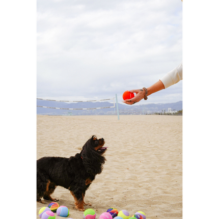 Dog on a beach with colorful balls and a person holding a ball