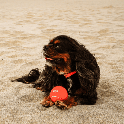 Dog playing with a red ball on sandy ground