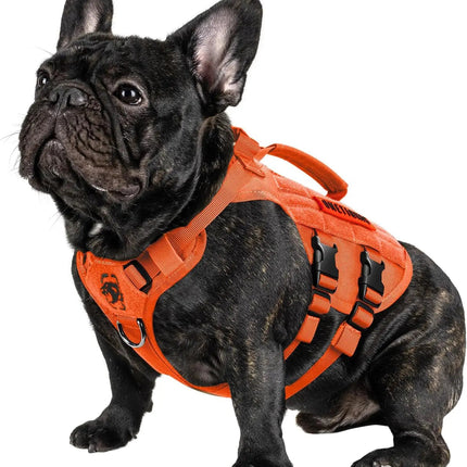 Black dog wearing an orange harness on a white background