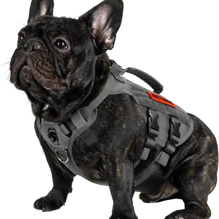 Black dog wearing a gray harness on a white background