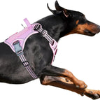 Pink / Xl(Neck:22-31