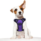 Purple / Xs(Neck:10-12