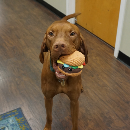 Big Buns Foodies Hamburger Ruff-Tex® Ball