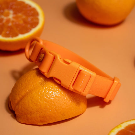 Orange dog collar on a sliced orange with more oranges in the background