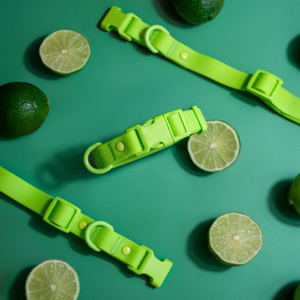 Green dog collars with lime slices on a green background