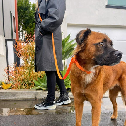 Person walking a brown dog on an orange leash in an urban setting