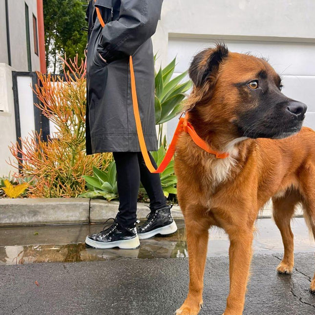 Dog on an orange leash held by a person wearing a gray coat and black pants, standing on a wet pavement.