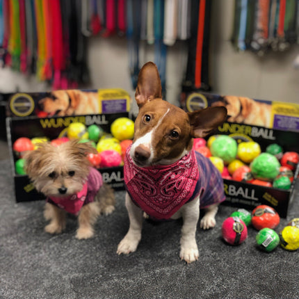 Two small dogs wearing bandanas in a store with pet toys and products in the background.