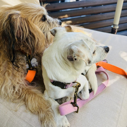 Two dogs sitting on a couch with a pink leash and orange collar.