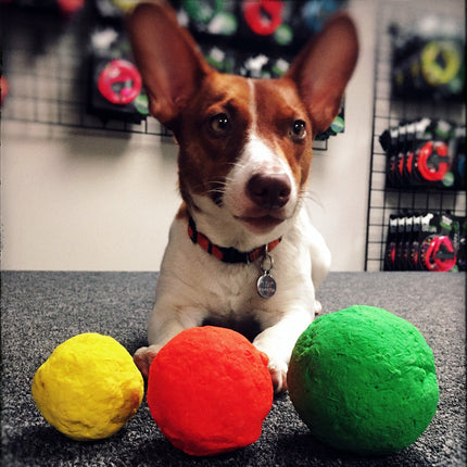 Dog with three colorful balls on a carpeted floor